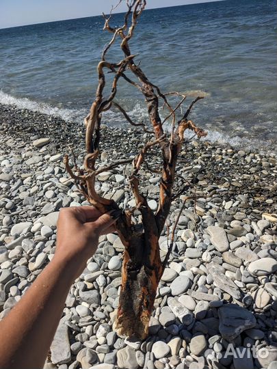 Коряги для интерьера