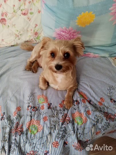 Йоркширский терьер