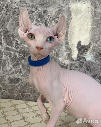 Канадский сфинкс эльф разноглазый