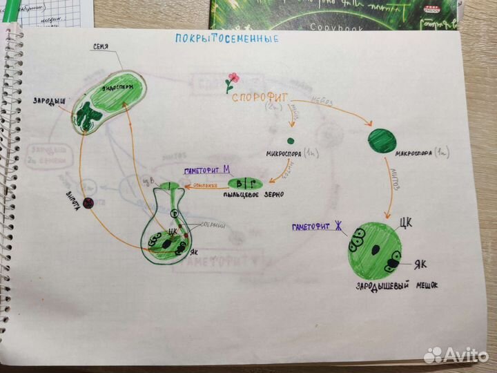 Репетитор по био, медицине. Расшифровка анализов