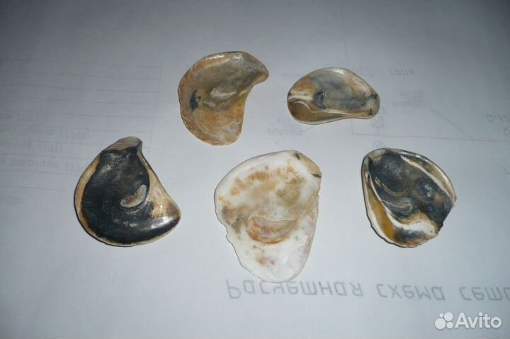 Ракушки для домашнего аквариума морские новые 6 шт