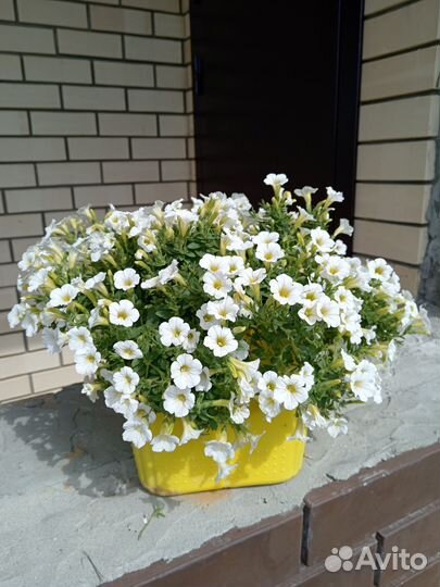 Черенки калибрахоа