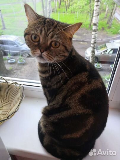 Кошка в дар