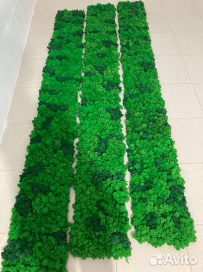 Стабилизированный мох