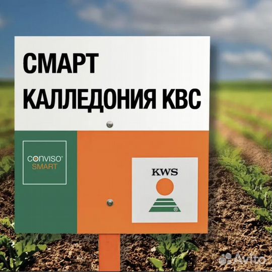 Семена свеклы смарт Каледония квс