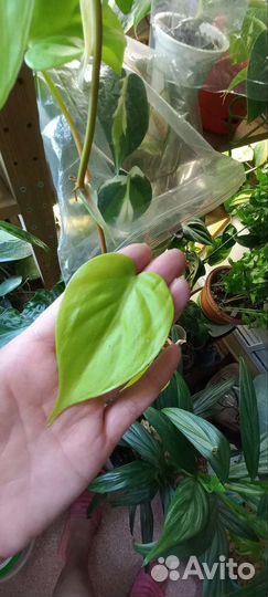 Филодендроны