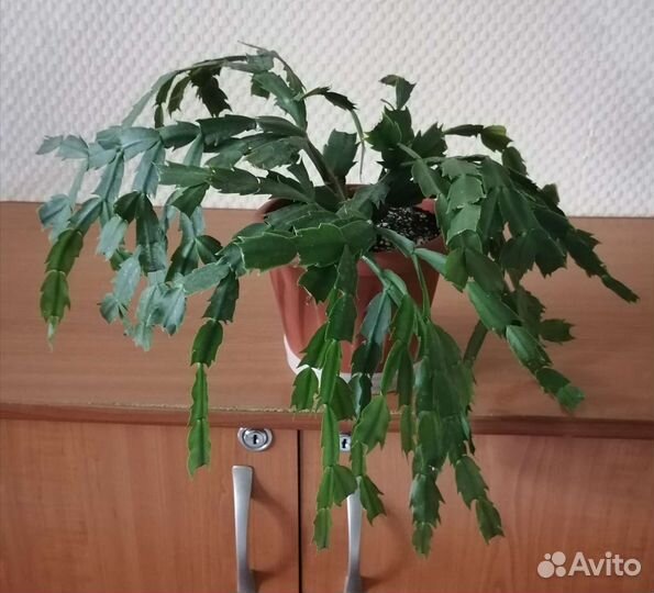 Декабрист, денежное дерево