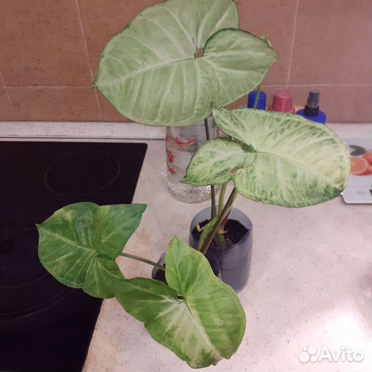 Сингониум Баттерфляй (бабочка)