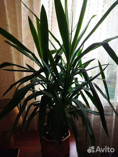 Продам растение Юкка