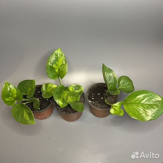 Комнатные растения