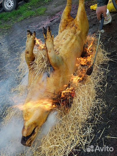 Мясо свинины