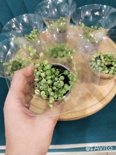 Крестовник роули вариегатный