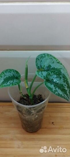 Сциндапсусы, Марбл Квин и другие