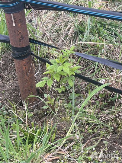 Ремонтантная малина