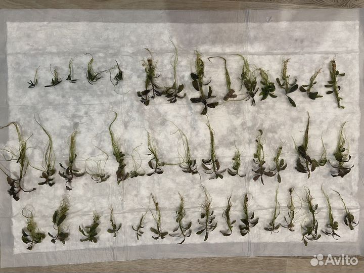 Буцефаландры