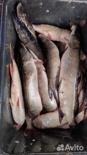 Свежая рыба щука