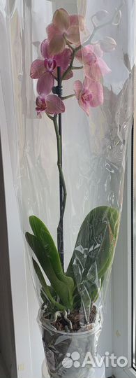 Орхидея фаленопсис