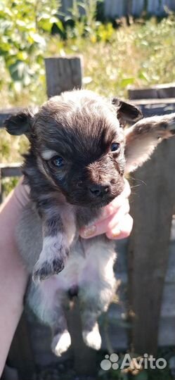 Щенки от маленькой собачки