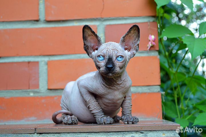 Девочка сфинкс