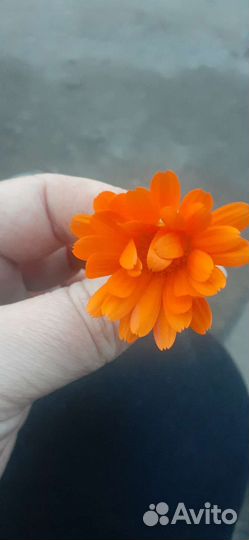 Молодые петушки