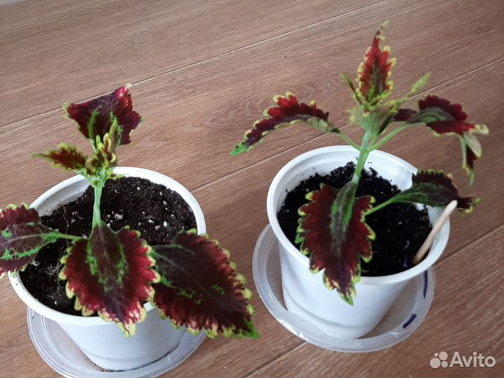 Колеус (крапивка)