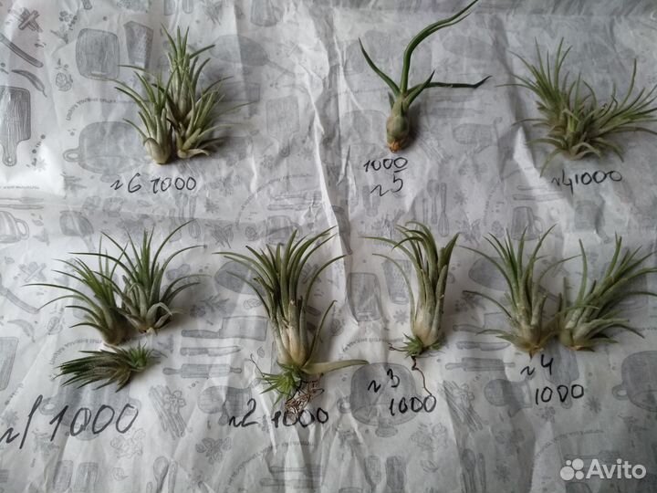 Тилландсия атмосферная