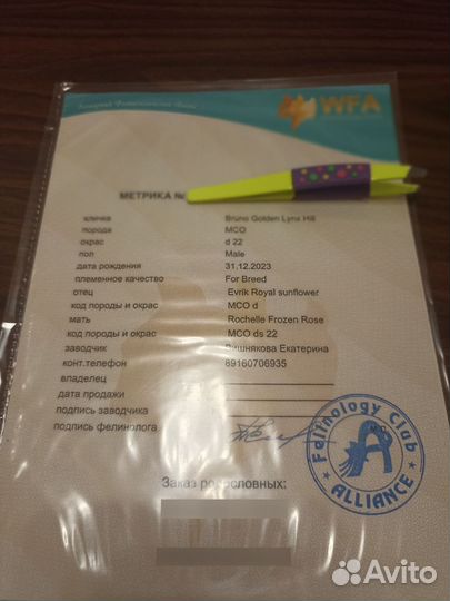 Мейн-кун в добрые руки