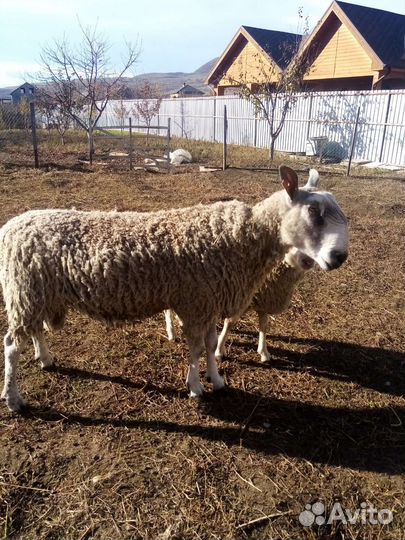 Бараны овцы ягнята