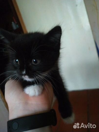 Отдам котика