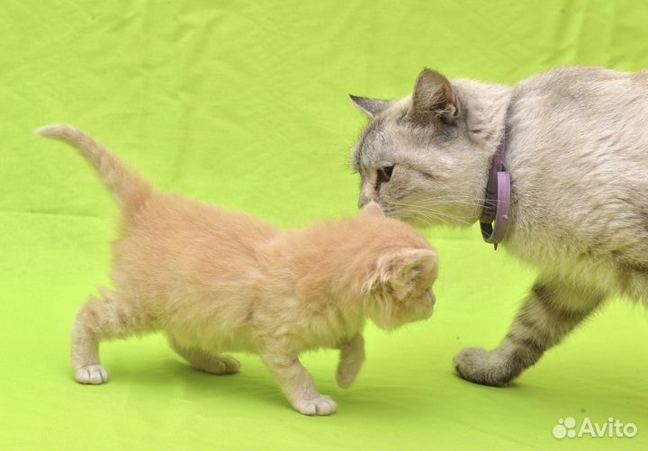 Котёнок Лучик