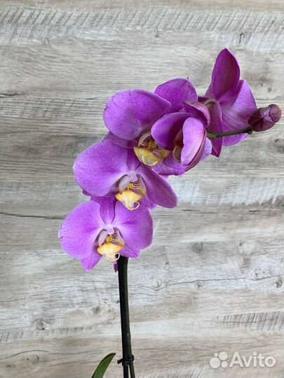 Орхидея Разные
