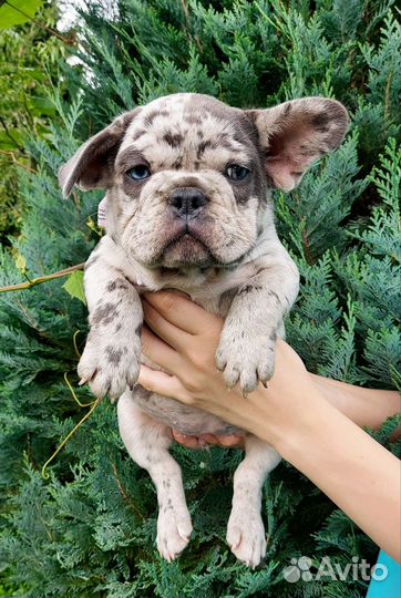 Француженка голубоглазое чудо