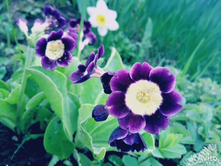 Примулы ушковые