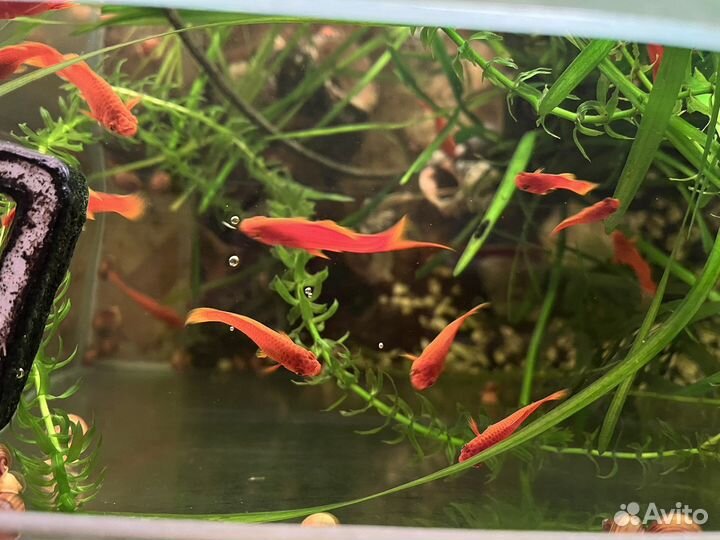Рыбки меченосцы взрослые