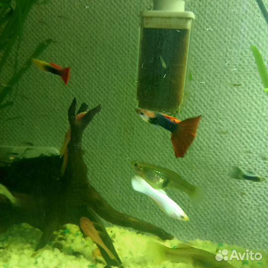 Аквариумные рыбки