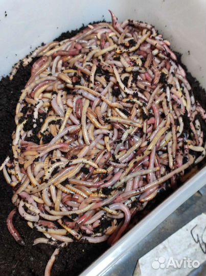 Червь дендробена