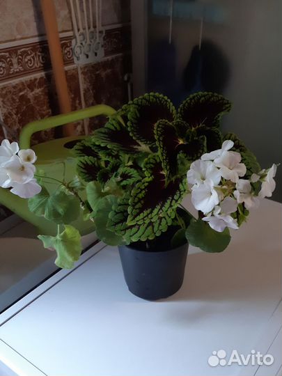 Герань белая и колеус