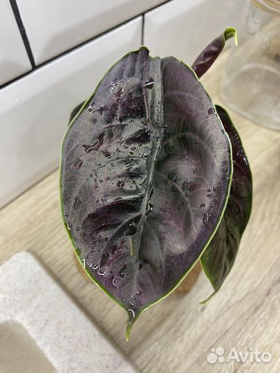 Алоказия азлани