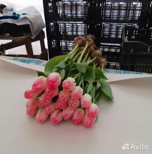 Тюльпаны к 8 марта букеты розница для жен