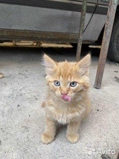 Отдам котенка в добрые руки