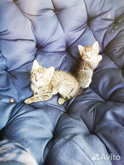 Кошка в дар