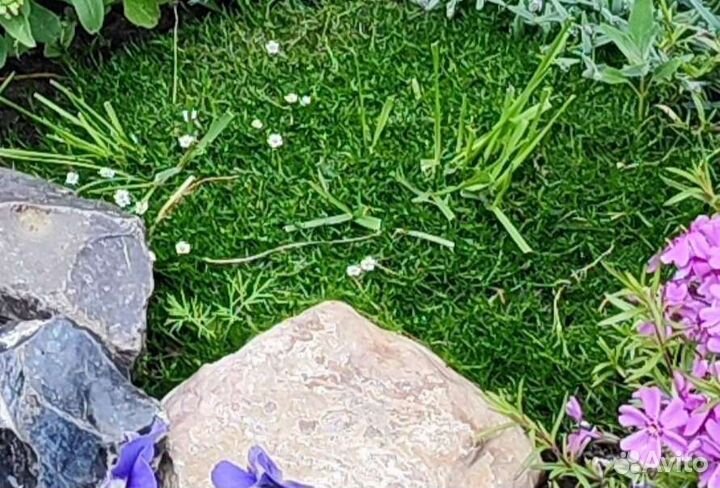 Почвопокровные многолетние цветы