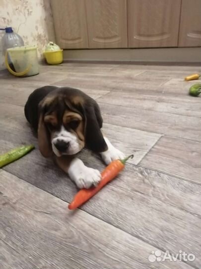 Щенки бигль