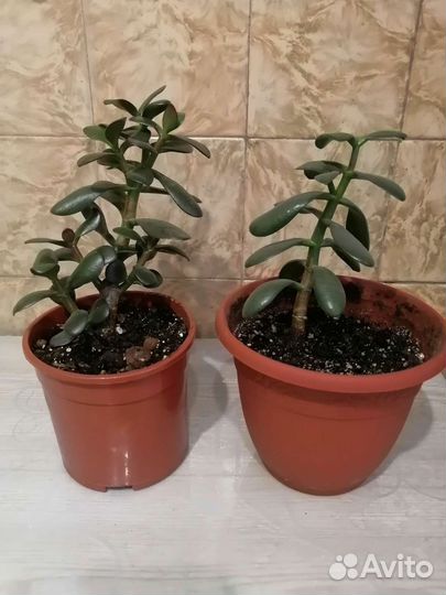 Толстянка, денежное дерево