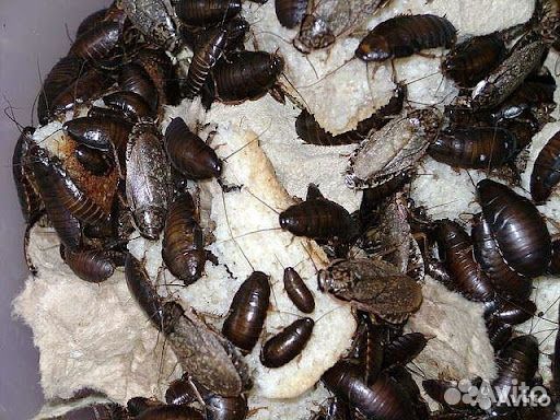 Туркменские и Мраморные тараканы