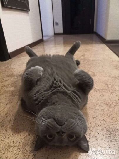 Москитная сетка Антикошка Антимошка