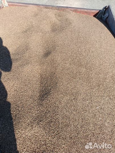 Эспарцет семена