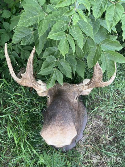 Чучело головы лося