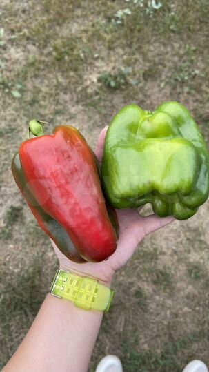 Участок 6 сот. (СНТ, ДНП)