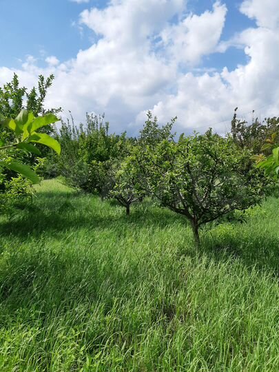 Участок 10 сот. (СНТ, ДНП)